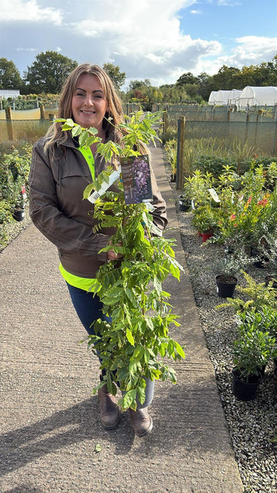 Wisteria Floribunda Caroline 4  Litre Pot