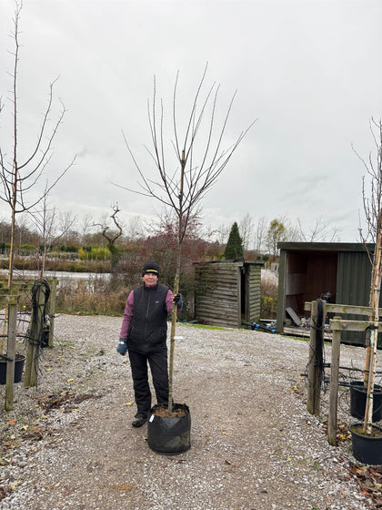 Plum Mirabelle De Nancy 10/12cm Girth Pot Grown