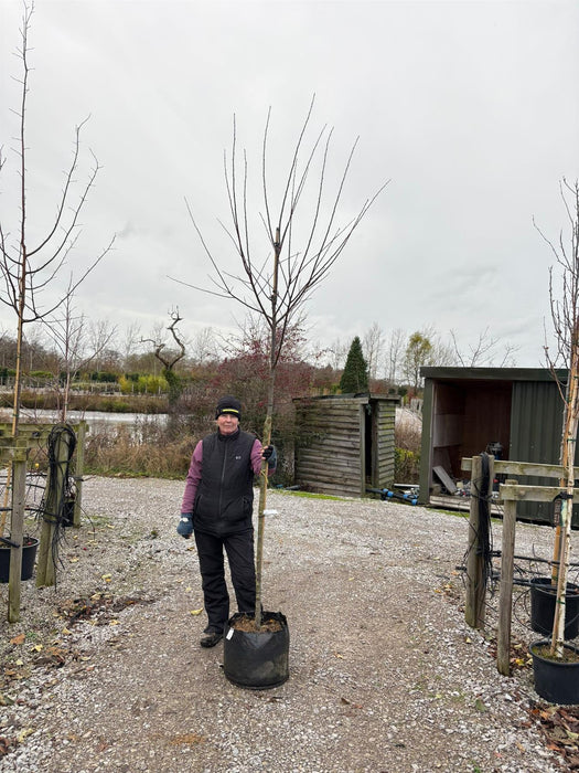 Plum Mirabelle De Nancy 10/12cm Girth Pot Grown