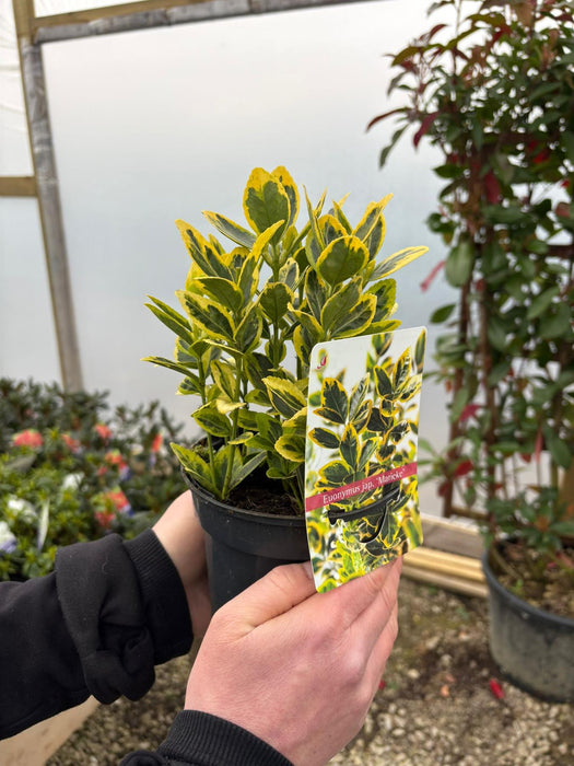 Euonymus Japonicus Kathy 13cm Pot