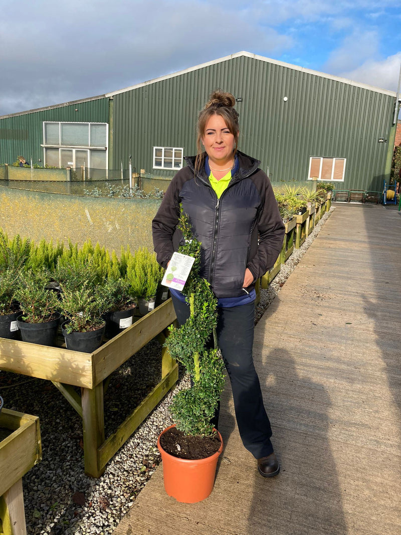 Buxus Spiral 100/110cm
