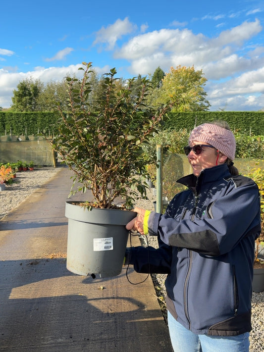 Prunus inc. kojo-No-Mai 12 Litre Pot 60-80cm