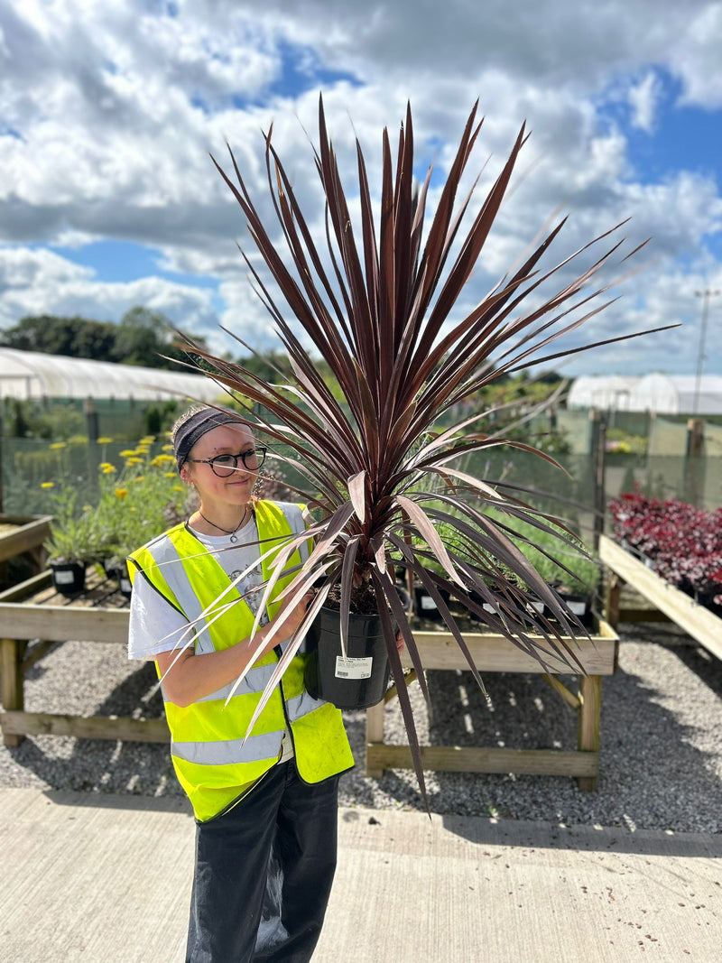 Cordyline Red Star 7 Litre Pot