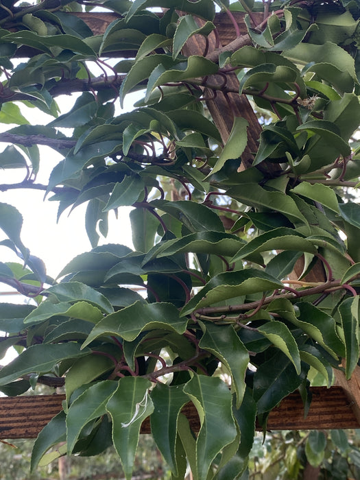 Prunus lusitanica Brenelia Pleached Frame 160cm x 110cm