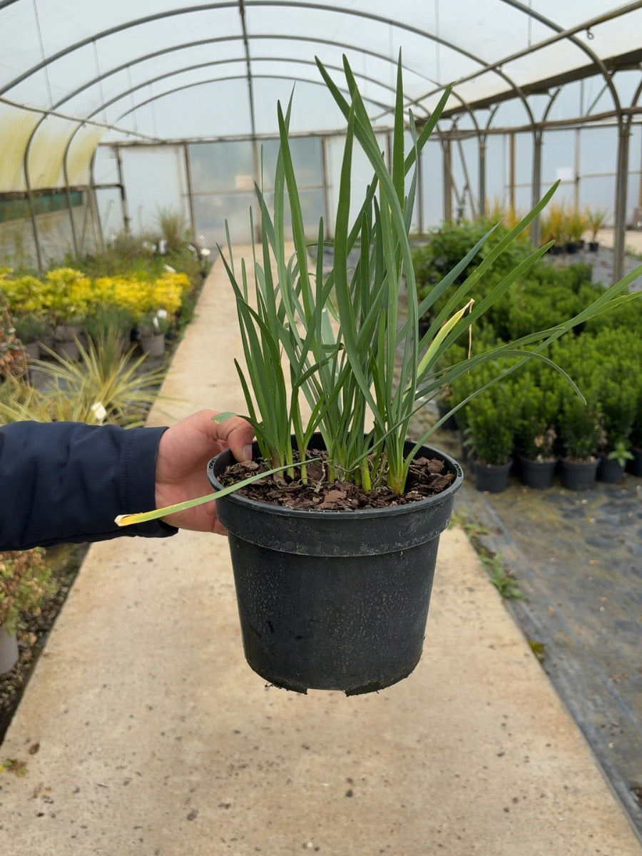 Tulbaghia Violacea Green Blue 3 Litre Pot