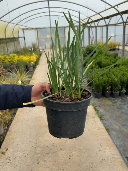 Tulbaghia Violacea Green Blue 3 Litre Pot