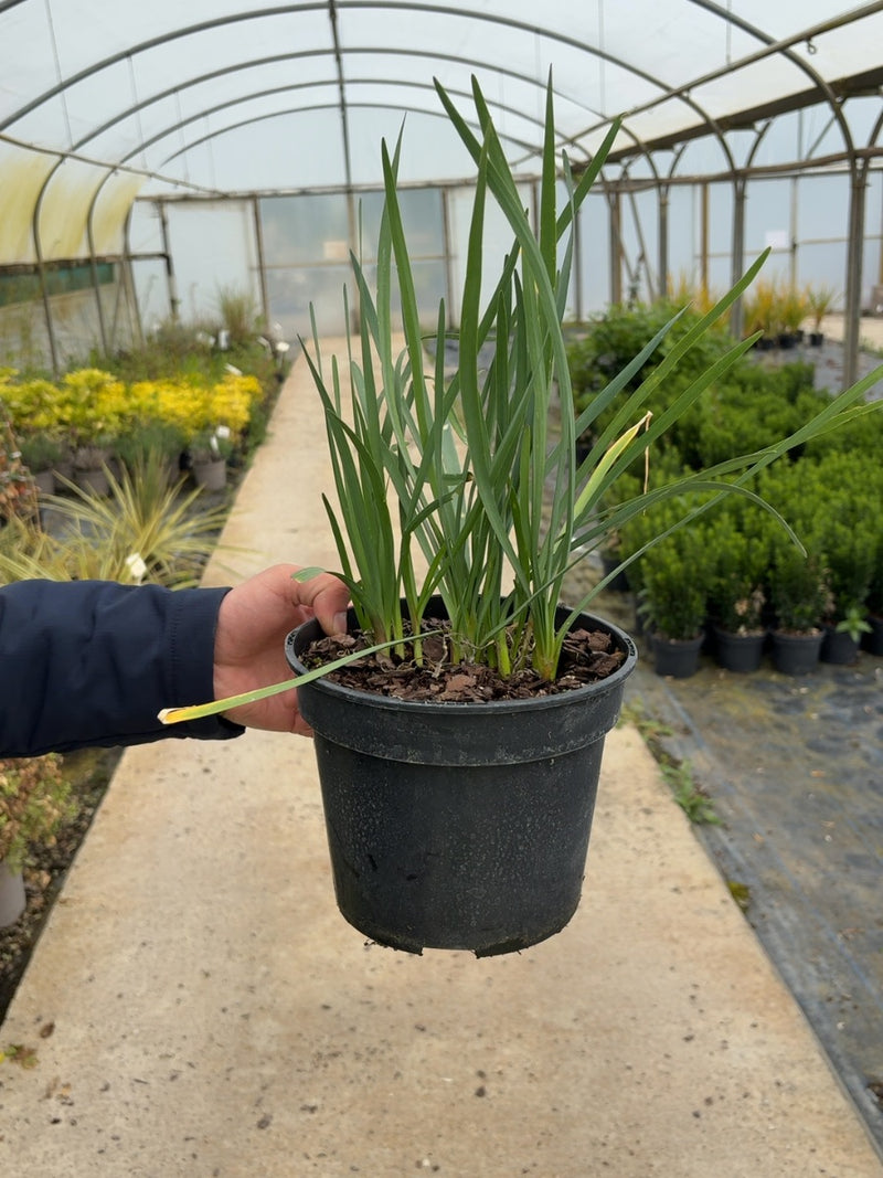 Tulbaghia Violacea Green Blue 3 Litre Pot
