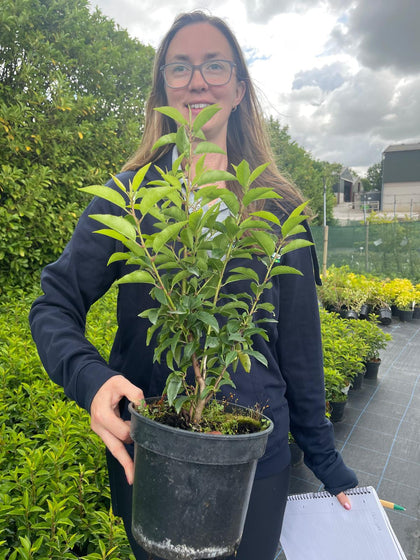 Portuguese Laurel Hedging 3 Litre Pot 40cm Bush