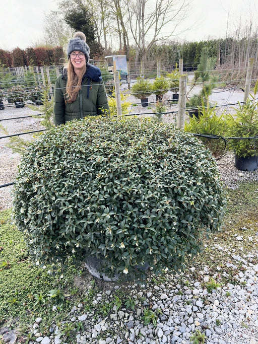 Osmanthus Burkwoodii Topiary Dome 120cm Wide