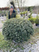 Osmanthus Burkwoodii Topiary Dome 120cm Wide