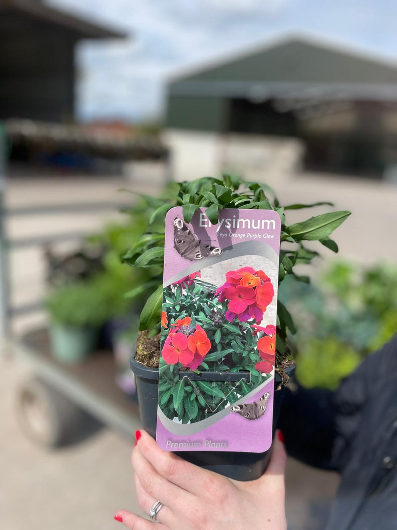 Erysimum Orange Purple 2 Litre Pot