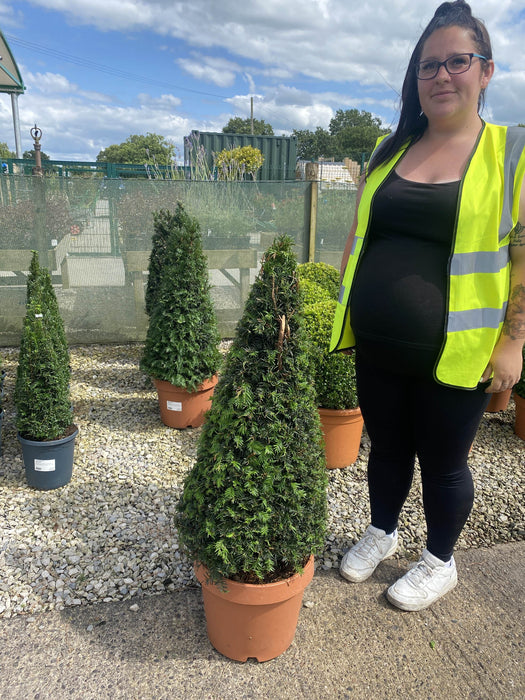 Yew Taxus Baccata Cone 12 Litre Pot 80/100cm