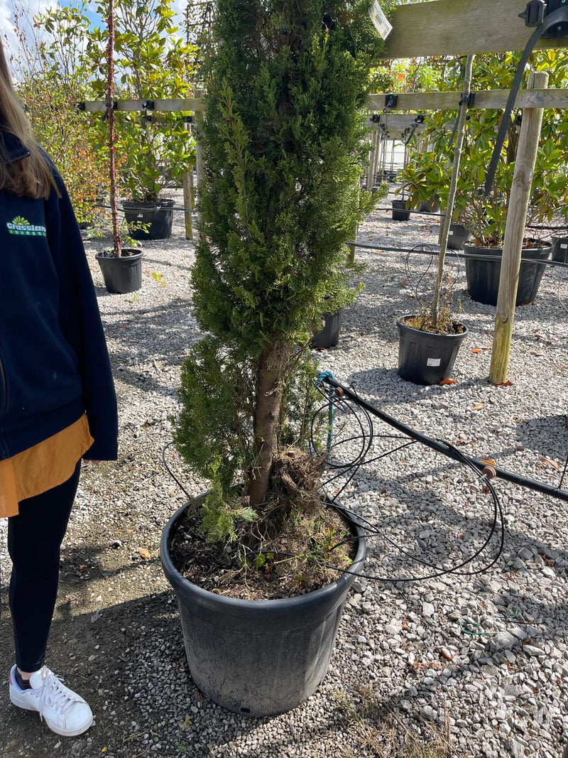 Cupressus sempervirens Pyrimidalis 3.5/4 Metres A/F