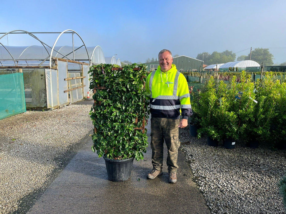 Prunus Lusitanica Tico Pleached Panel 120 x 70cm
