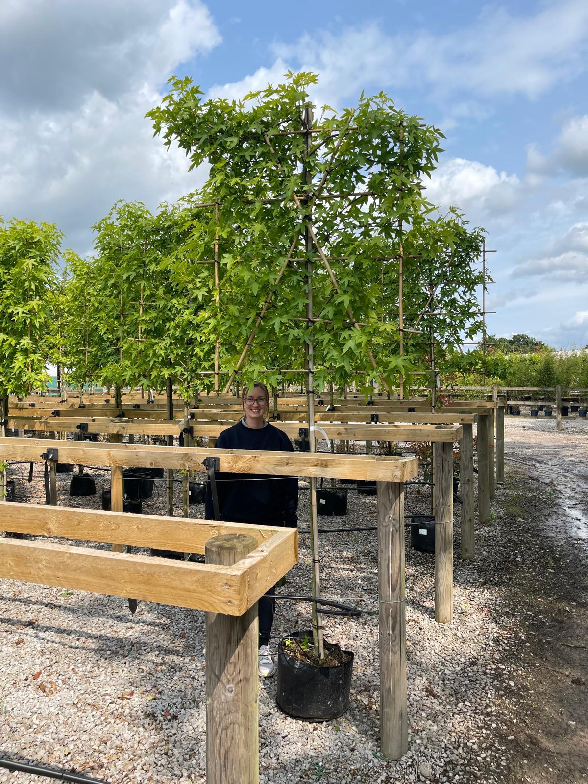 Liquidambar Styraciflua Pleached Standard 150 Stem 8/10 cm Girth 120cm x 140cm Frame