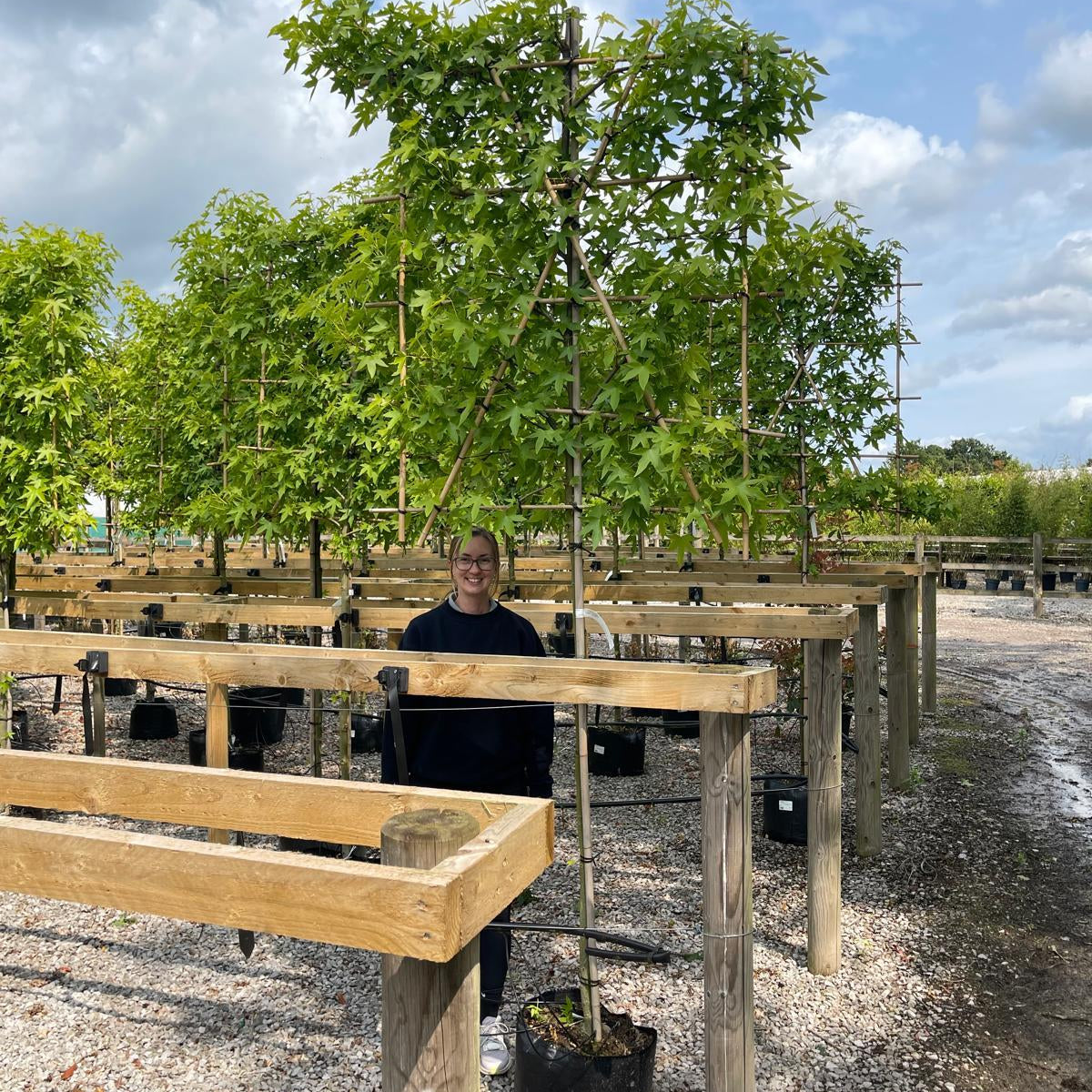 Liquidambar Styraciflua Pleached Standard 150 Stem 8/10 cm Girth