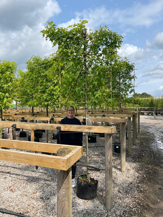 Liquidambar Styraciflua Pleached Standard 150 Stem 8/10 cm Girth 120cm x 140cm Frame