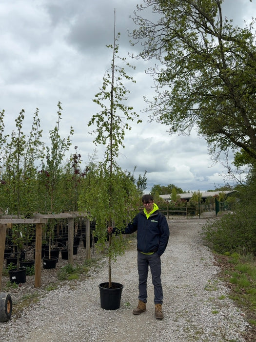 Betula Pen. Youngii Feathered 8-10cm Girth Pot Growing Ready-Pre-Order June
