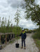 Betula Pen. Youngii Feathered 8-10cm Girth Pot Growing Ready-Pre-Order June