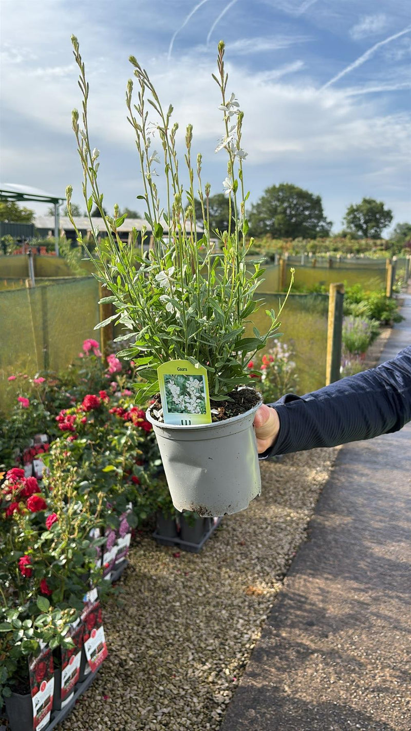 Gaura White 1.5 Litre Pot