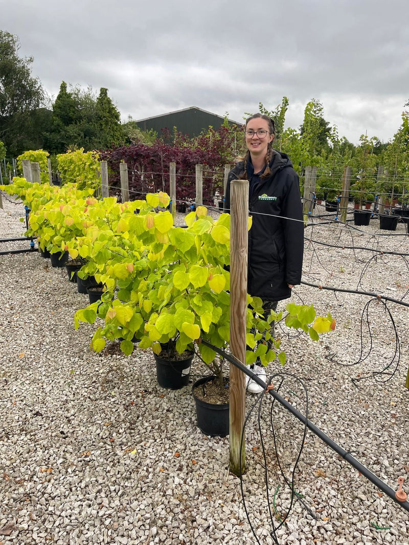 Cercis canadensis Hearts of Gold 25 Litre Pot