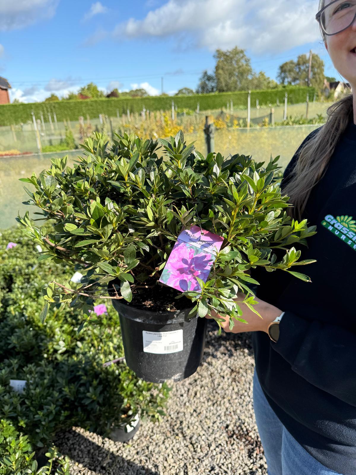 Azalea japonica Blue Danube 5 Litre Pot