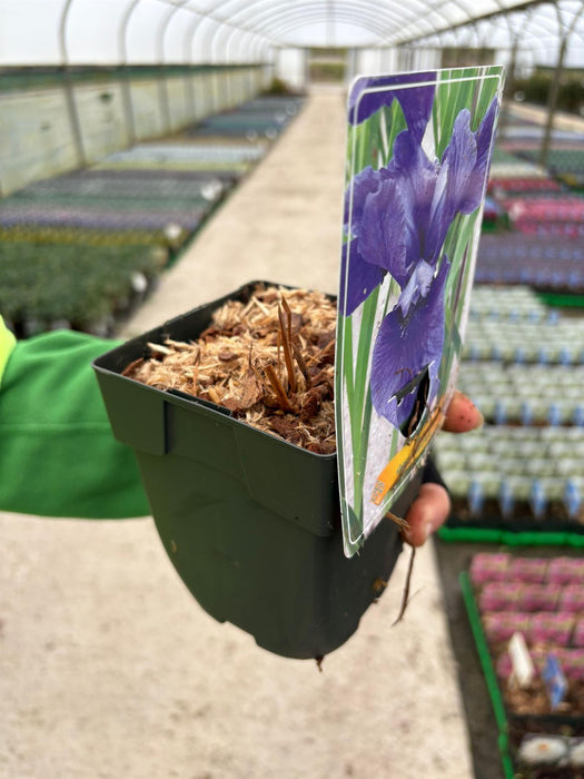 Iris sibirica Cote d'Azur 11cm Pot