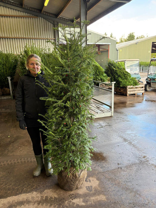 Big Deal Yew Hedging 160/180cm Root Ball x 20 Delivery October