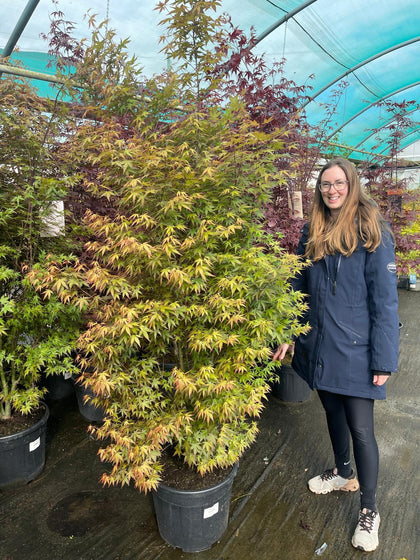 Acer palmatum 35 Litre Pot