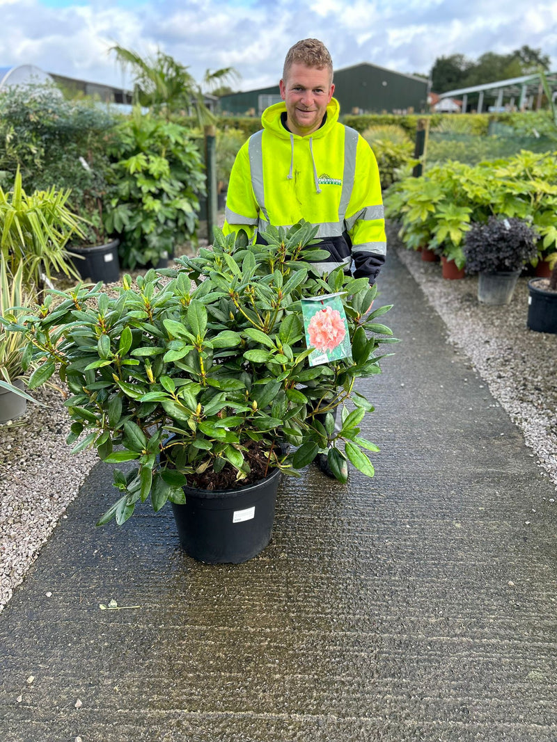 40 litre plant pots Rhododendron Hybrid Virginia Richard 40 Litre Pot Super Specimen — Grasslands Nursery