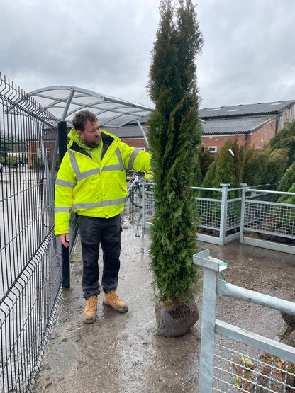 Thuja Occidentalis Emerald  200/220cm