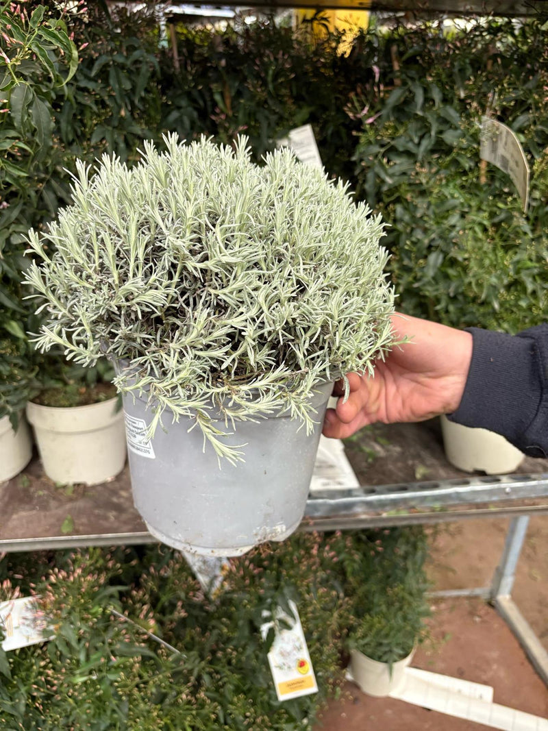Helichrysum Italicum 6 Litre Pot