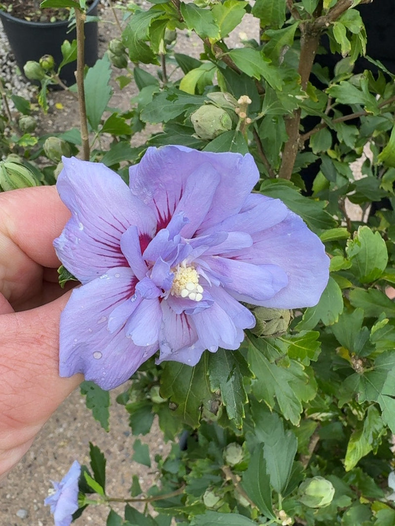 Hibiscus syr. Oiseau Bleu 20 Litre Pot 100cm