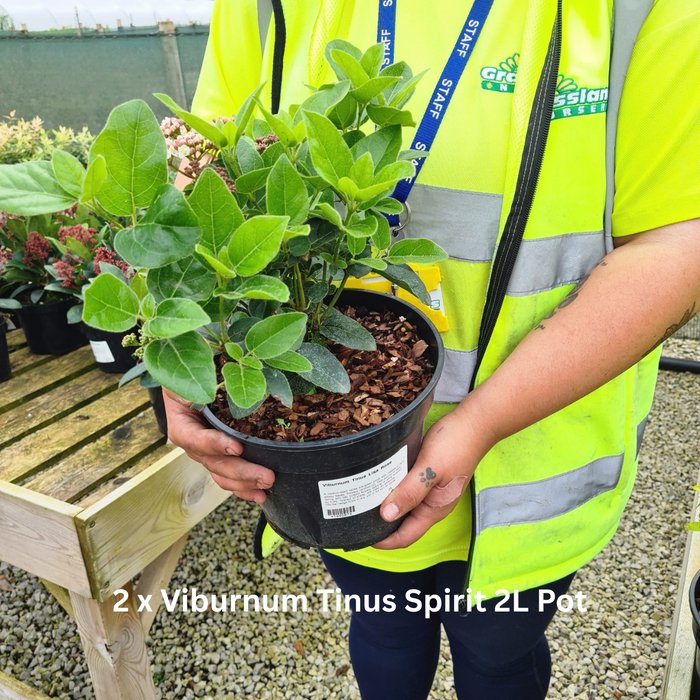 12 x Winter Flowering Border Pack