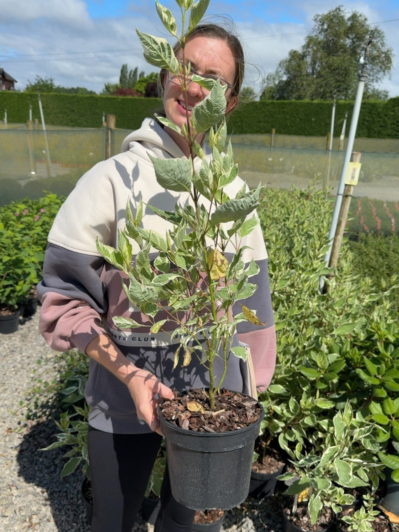 Cornus alba 'Argenteomarginata' - Variegated Dogwood 3 Litre Pot