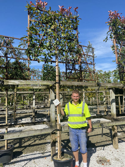 Photinia Red Robin Pleached Standard 200cm ST 120x120cm Delivery Feb