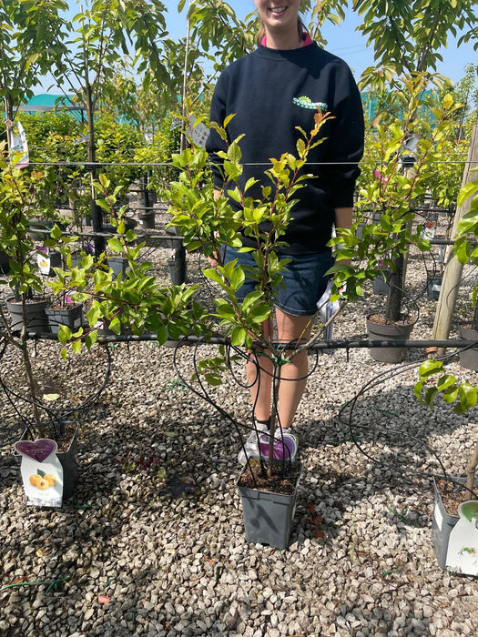 Plum Prunus Dom. Mirabelle de Nancy 5 Litre Pot Patio Tree