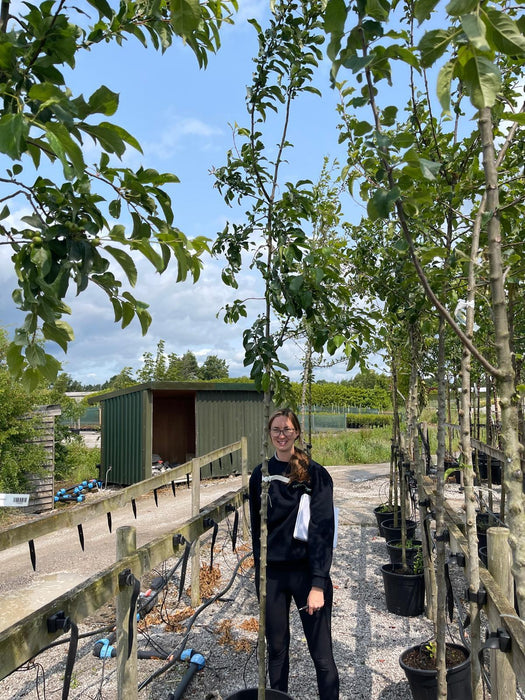 Malus Red Sentinel Heavy Std 8/10cm Girth Rootballed