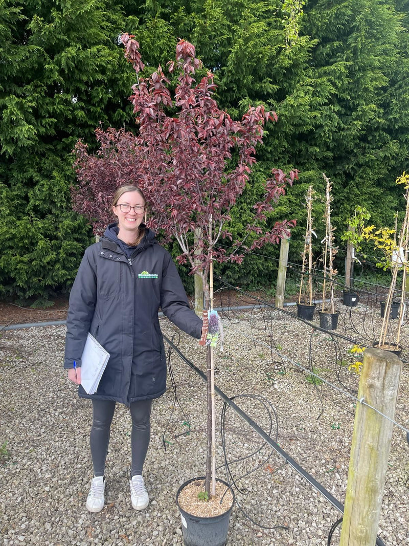 Prunus cer. Atropurpurea 25 Litre Pot