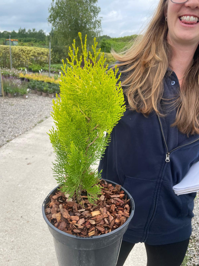 Thuja Occiden. Pyramidalis Aurea 3 Litre Pot
