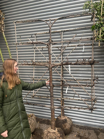 Plum 'Mirabelle de Nancy' (Prunus) Espalier Pleached, 150cm Wide 180cm Tall 5 Tiers