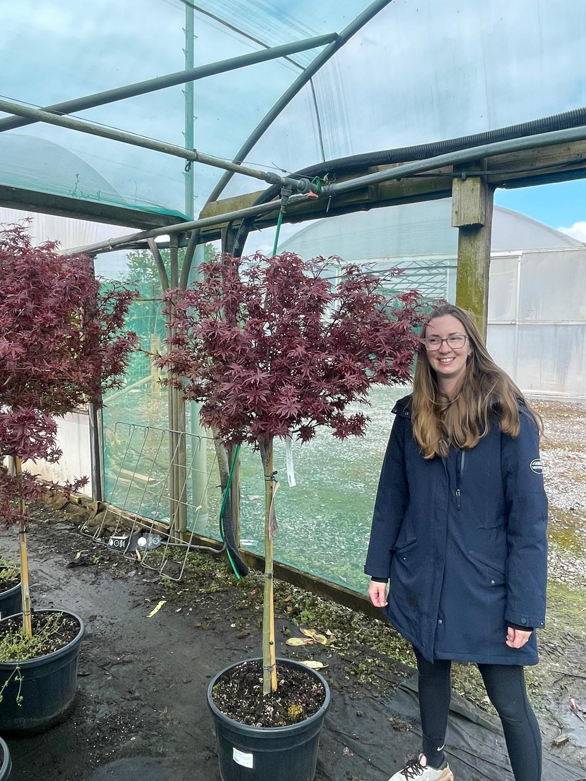 Acer palmatum Shaina 35 Litre Pot 1/2 Standard