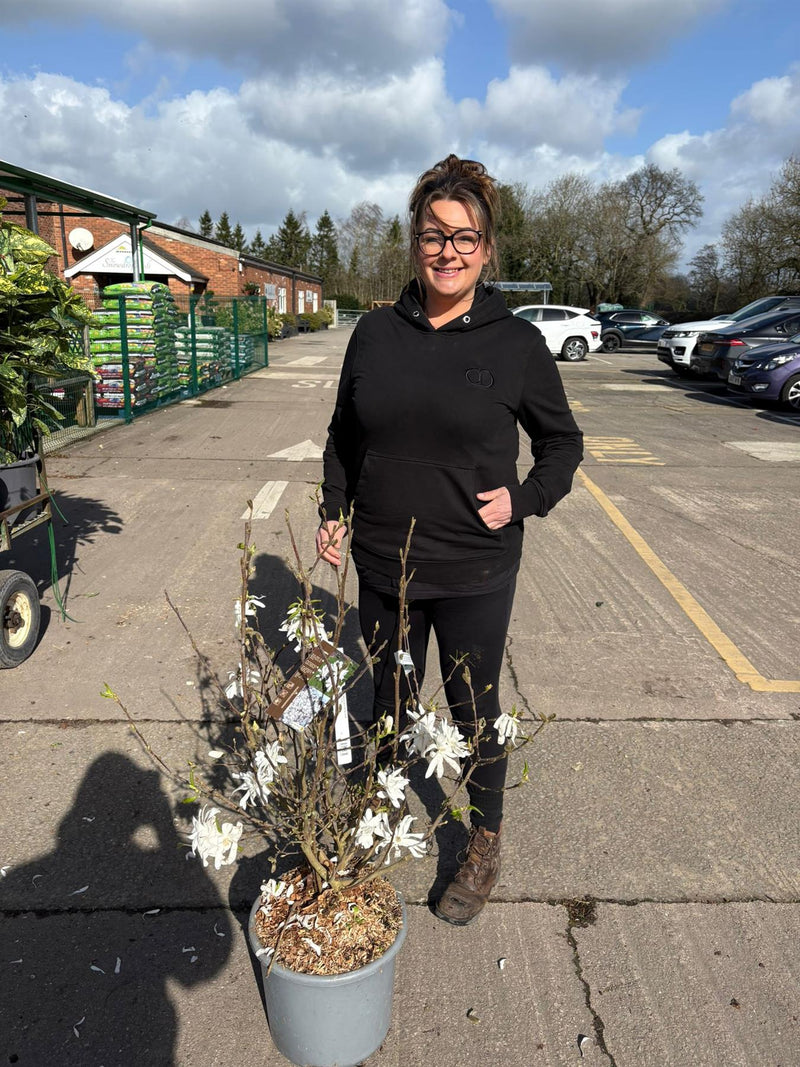 Magnolia Stellata Royal Star 15 Litre Pot