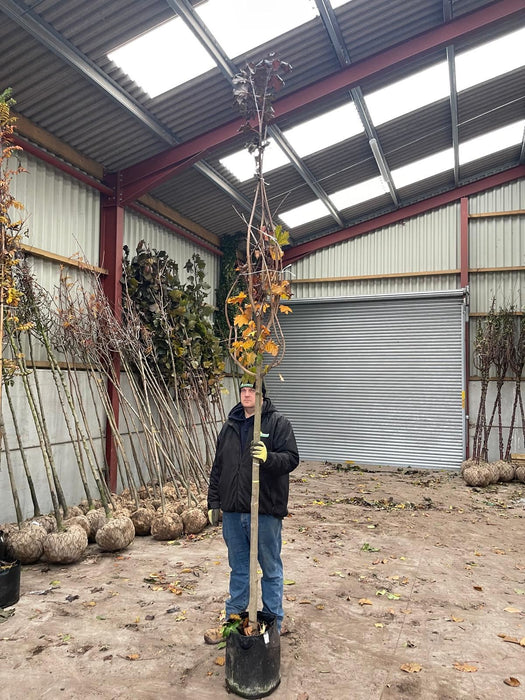Acer Platanoides Royal Red 12/14cm Girth 35 Litre Pot