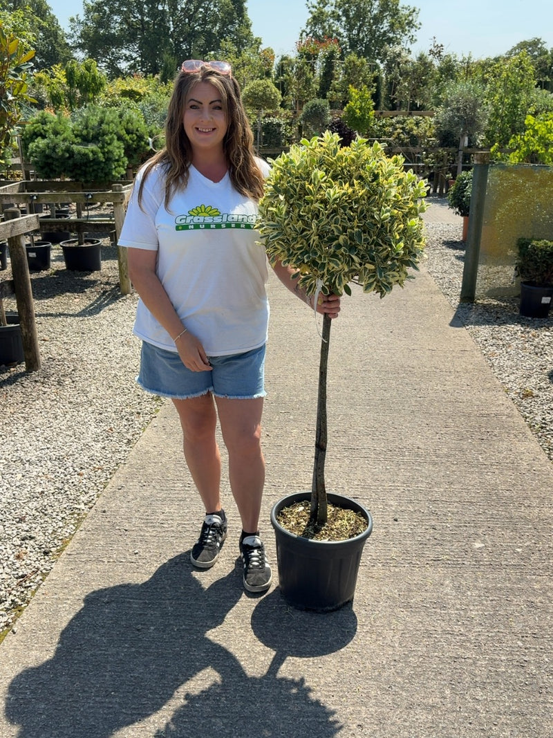 Euonymus japonicus Bravo 20 Litre Half Standard