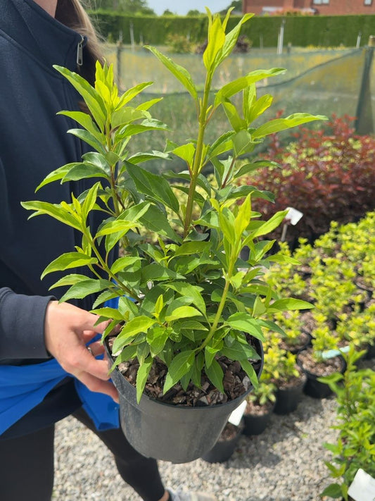 Forsythia 'Week End' - Golden Bells 3 Litre Pot