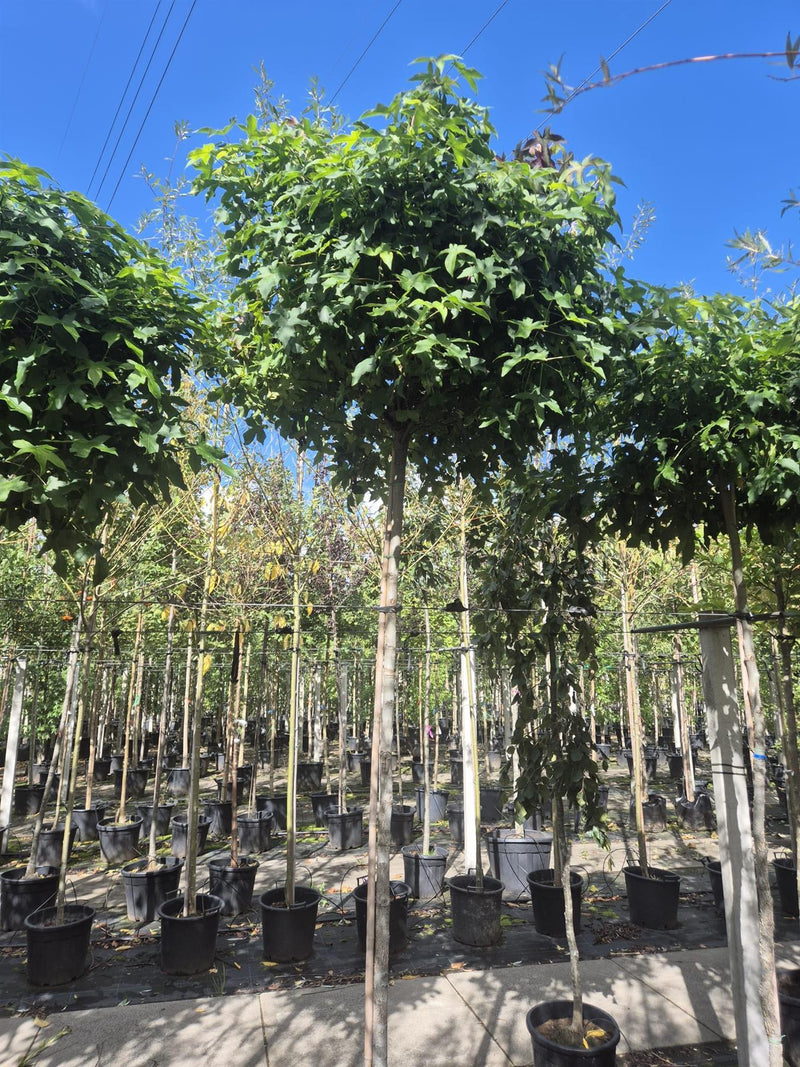 Liquidambar s. Gumball 8/10cm Girth