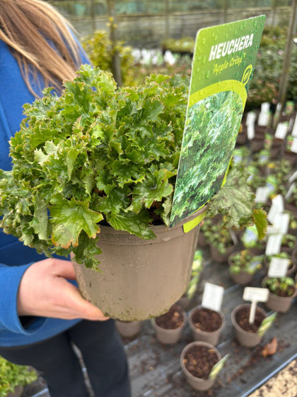 Heuchera Apple Crisp 2 Litre Pot
