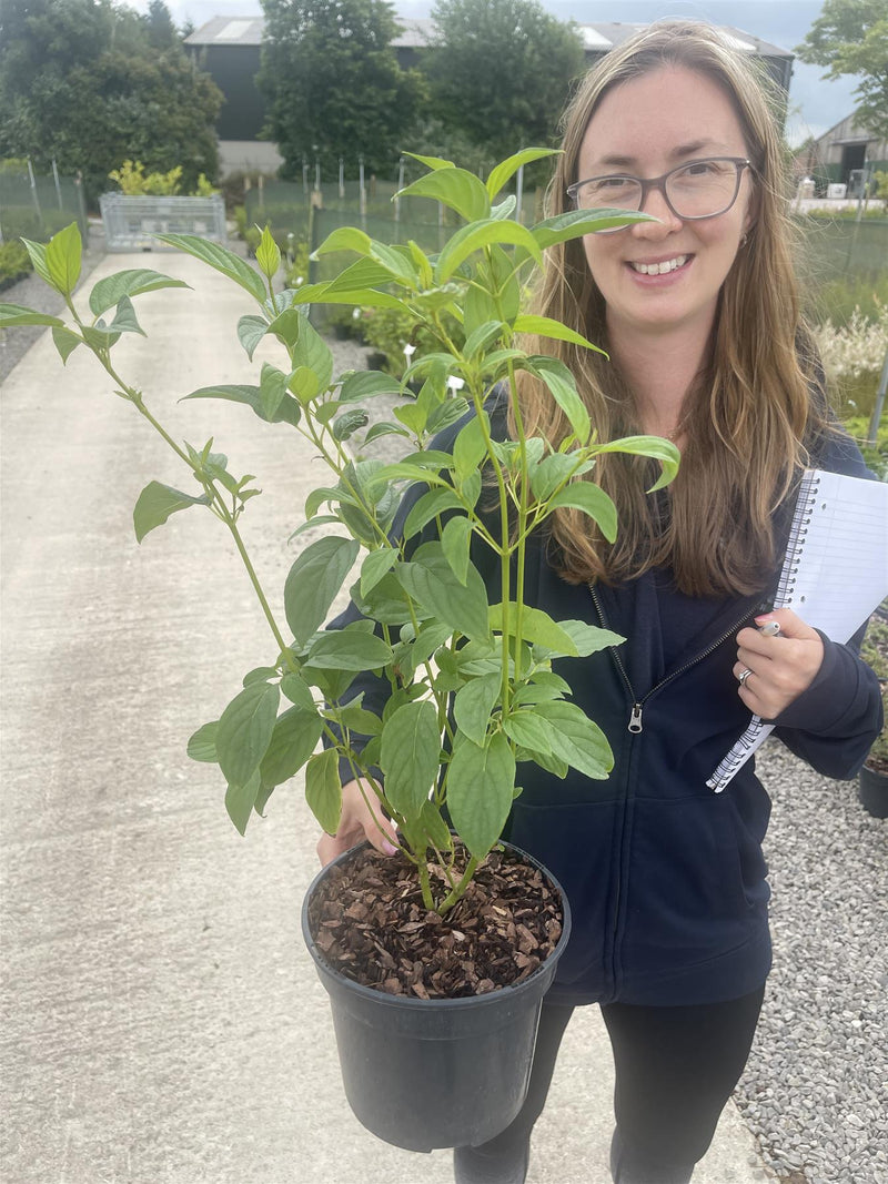 Cornus Kesselringii 3 Litre Pot