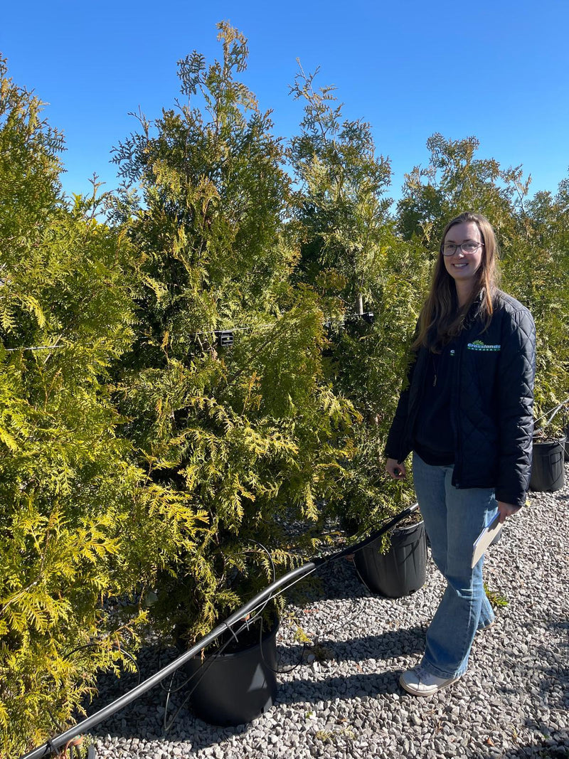 Thuja Brabant 35 Litre Pot 175-200cm — Grasslands Nursery